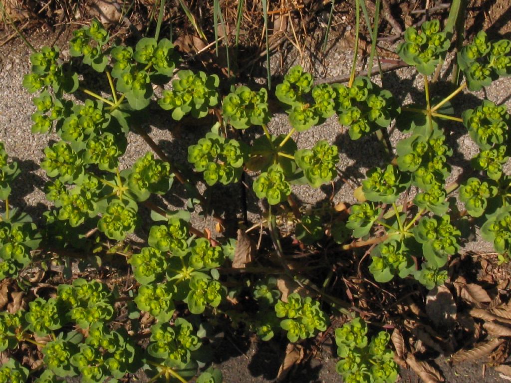 Euphorbia helioscopia?