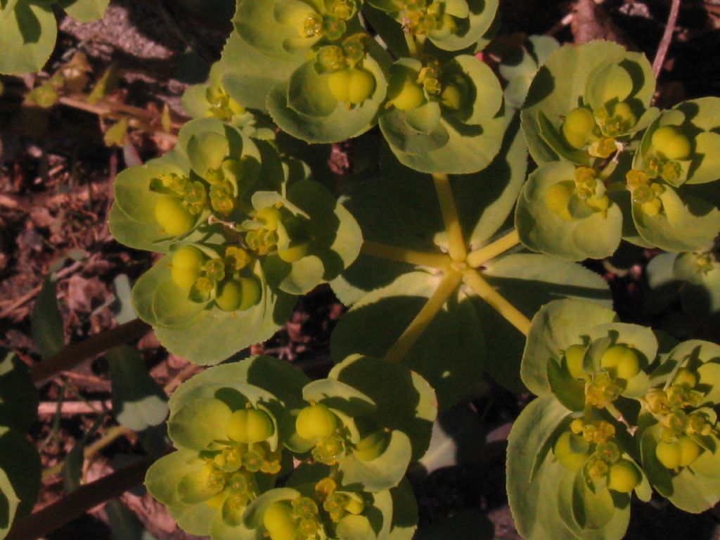 Euphorbia helioscopia?