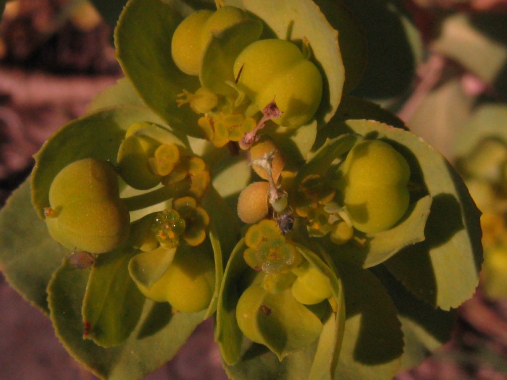 Euphorbia helioscopia?