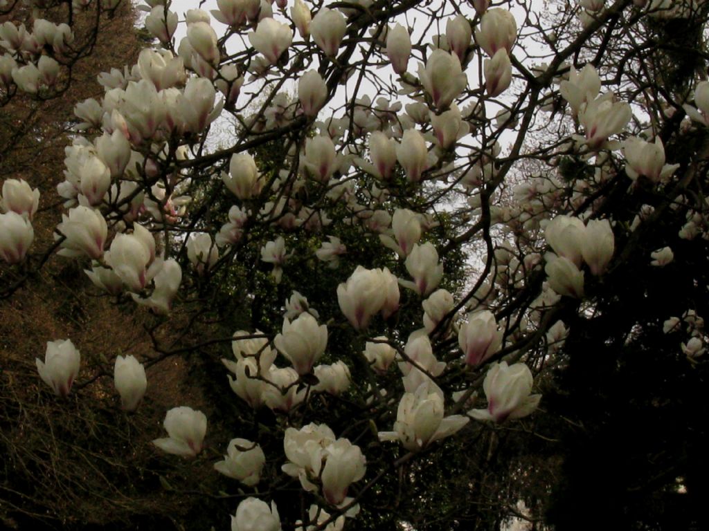 Magnolia da id.