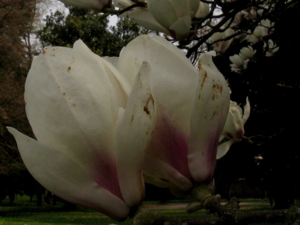 Magnolia da id.