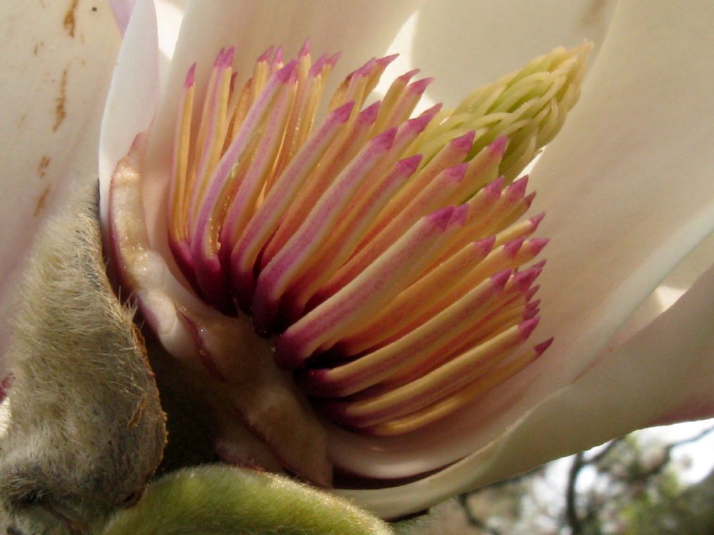 Magnolia da id.