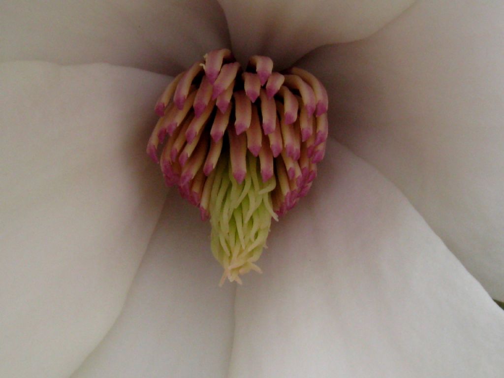 Magnolia da id.