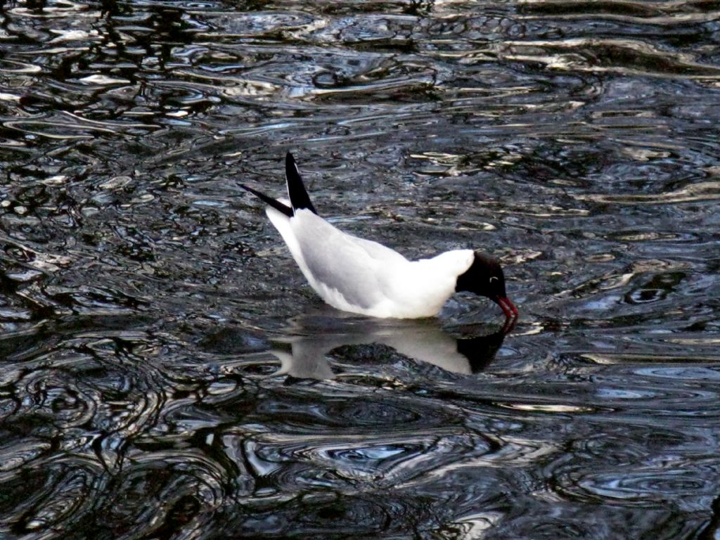 Gabbiano comune (Chroicocephalus ridibundus) inanellato