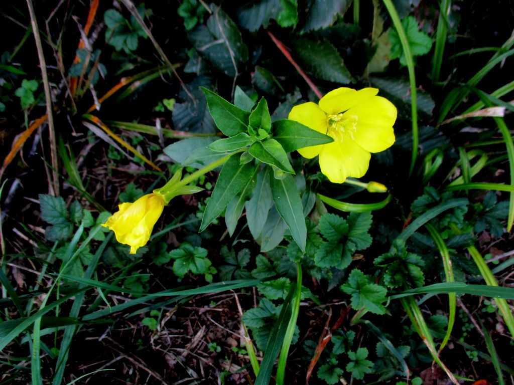 Oenothera glazoviana? No, Oenothera  sp.