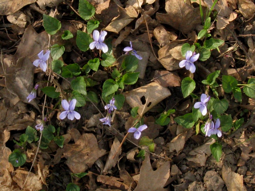 Viola alba?