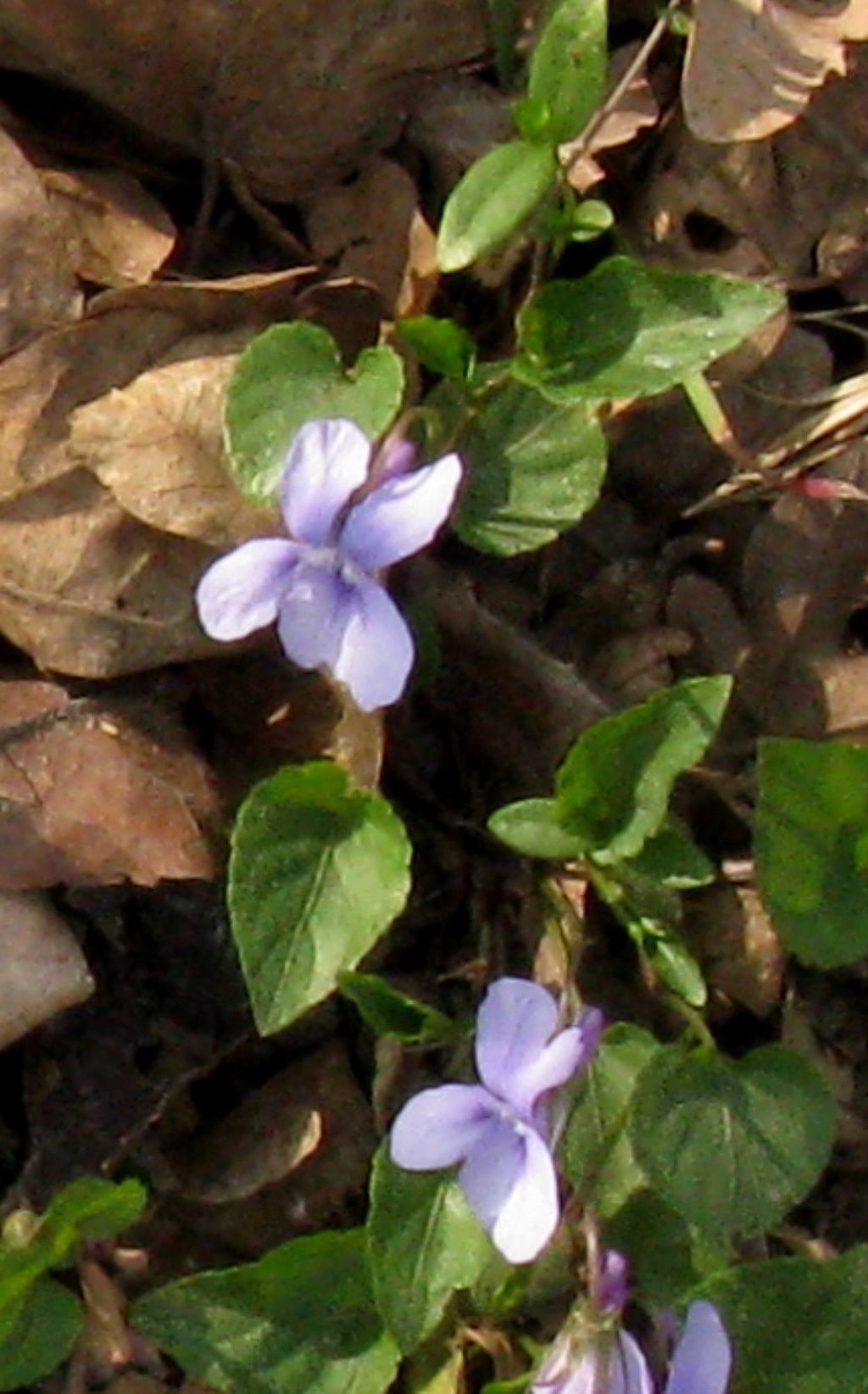 Viola alba?