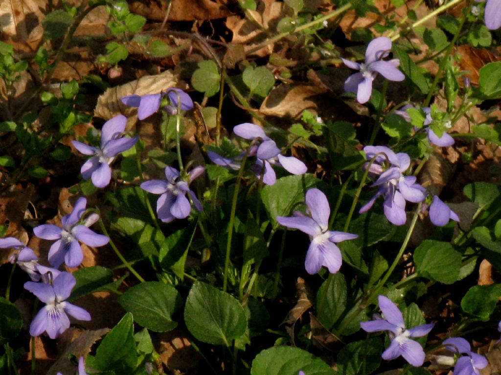 Viola alba?