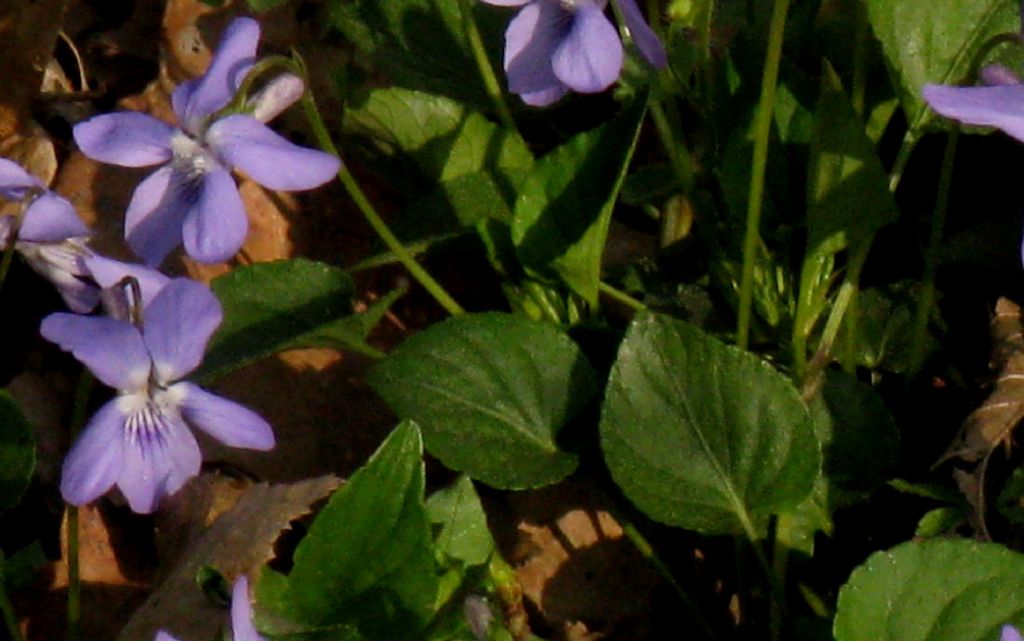 Viola alba?