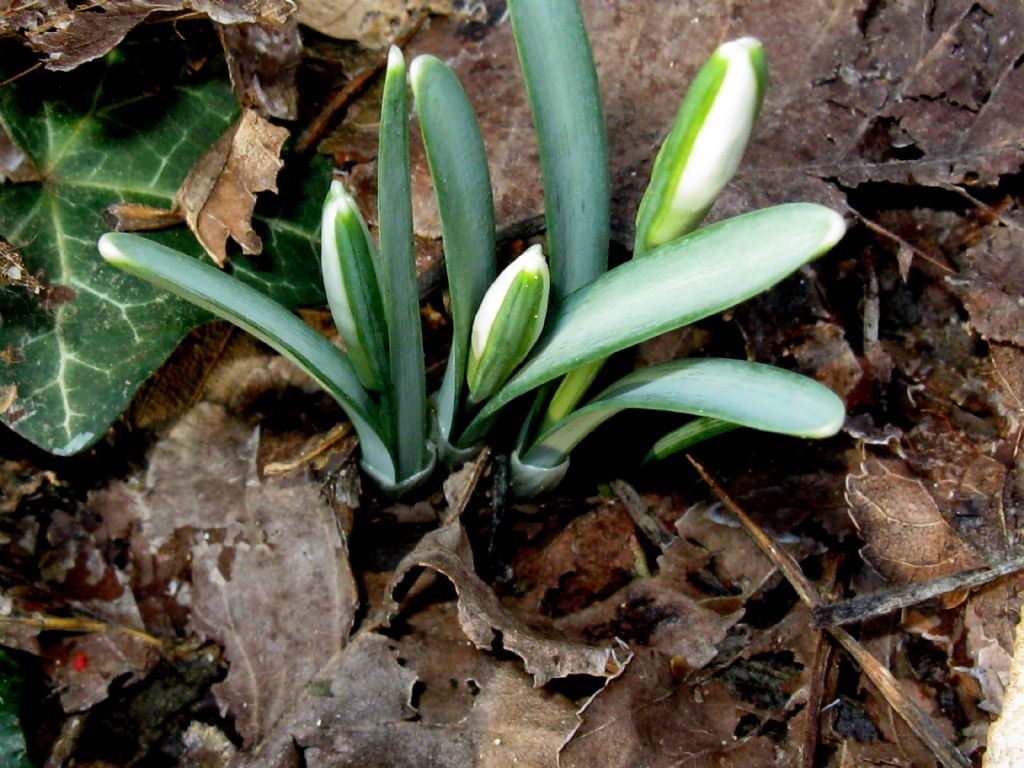 Galanthus nivalis o Leucojum vernum?