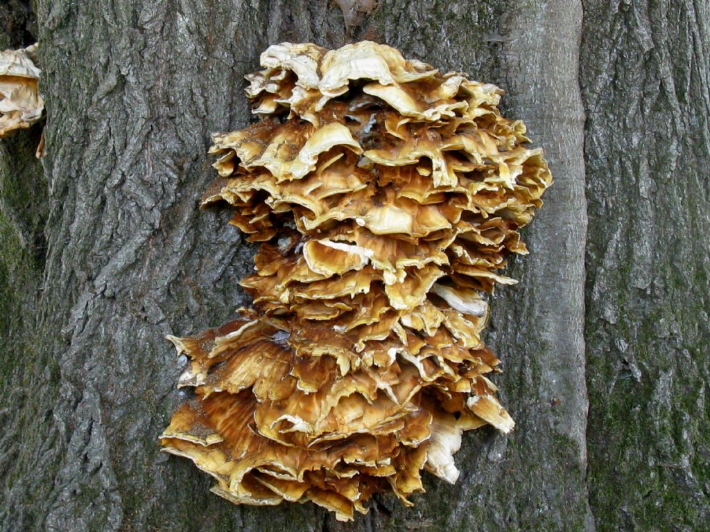 Laetiporus sulphureus? 2