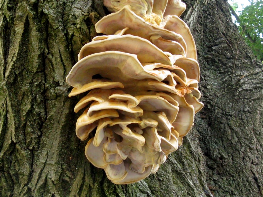 Laetiporus sulphureus? 2
