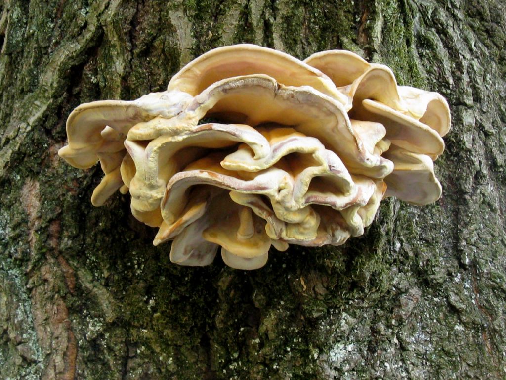 Laetiporus sulphureus? 2