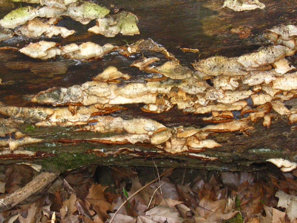 Fungo lignicolo da identificare