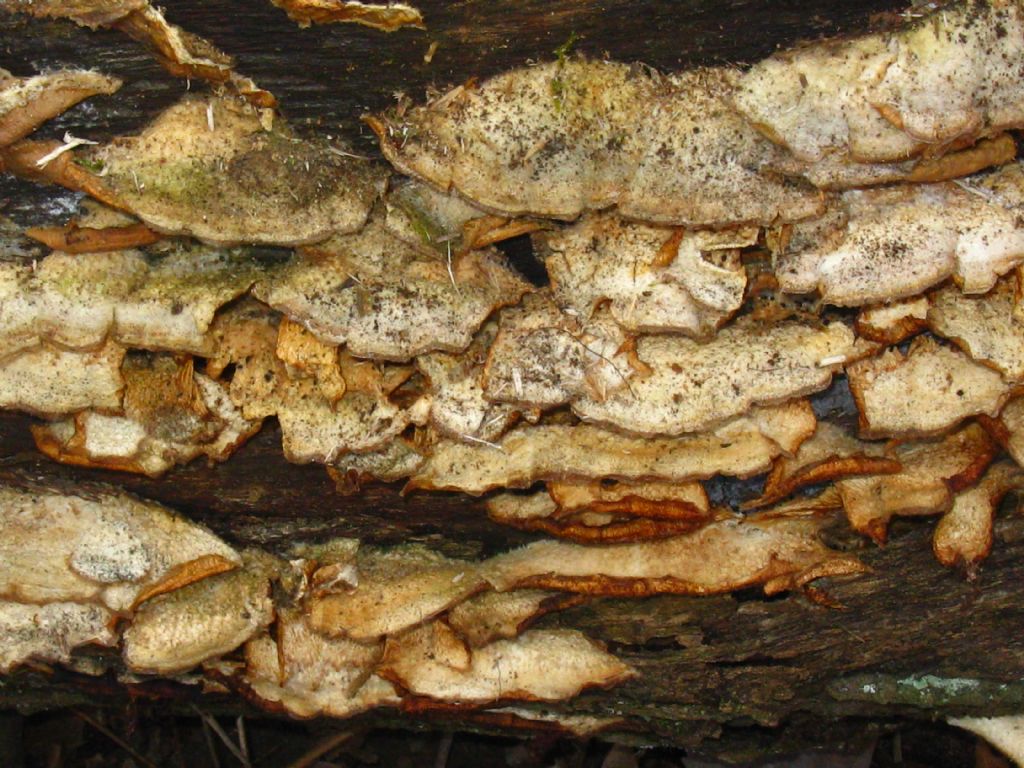 Fungo lignicolo da identificare