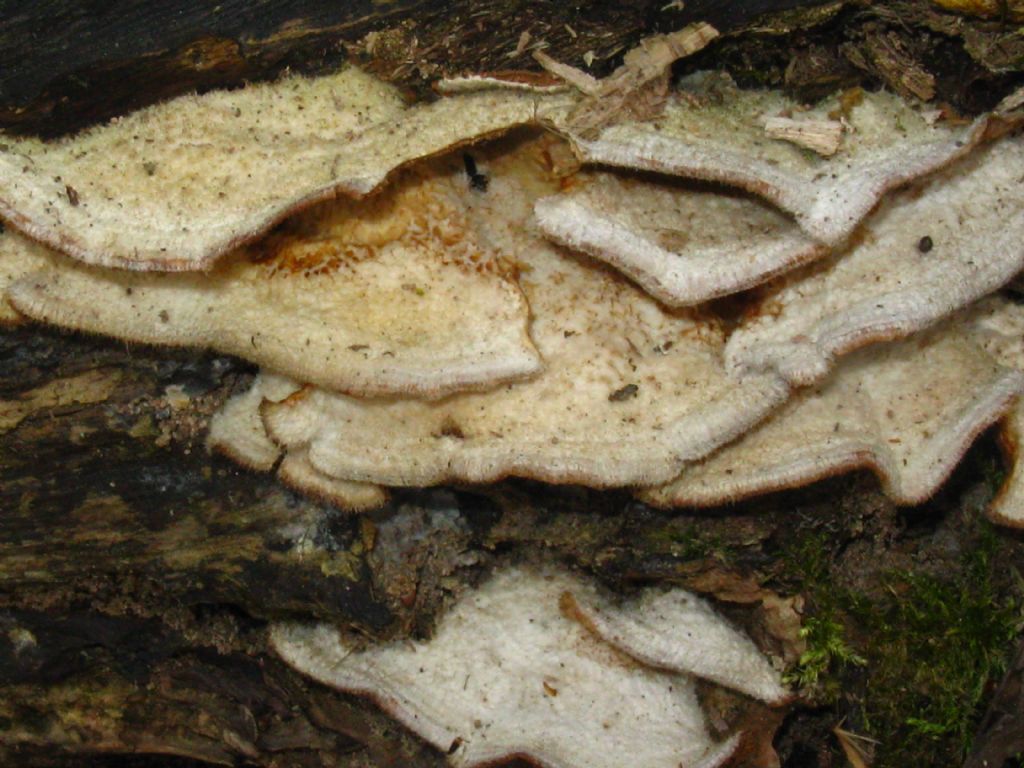 Fungo lignicolo da identificare