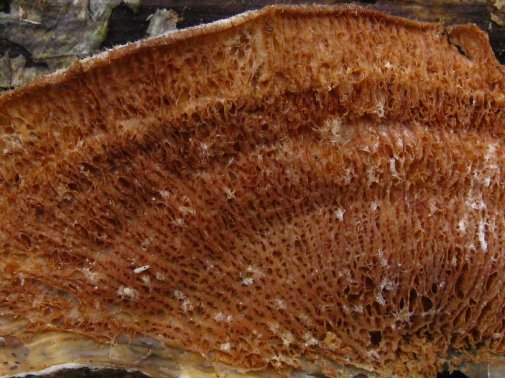 Fungo lignicolo da identificare