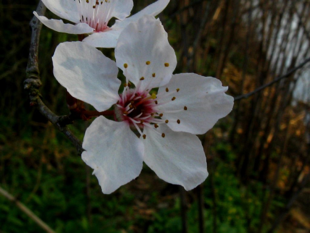 Prunus sp.?