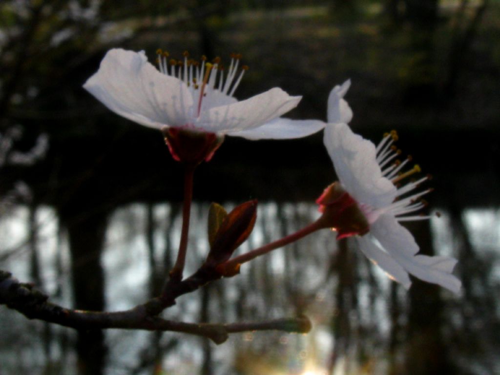 Prunus sp.?