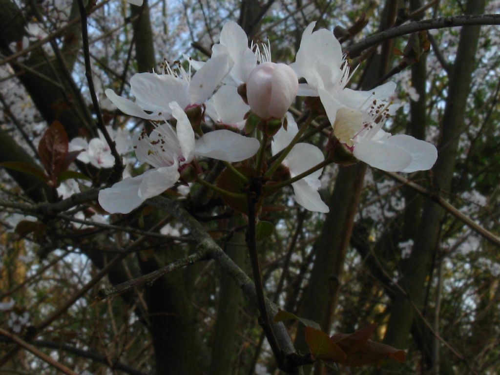 Prunus sp.?