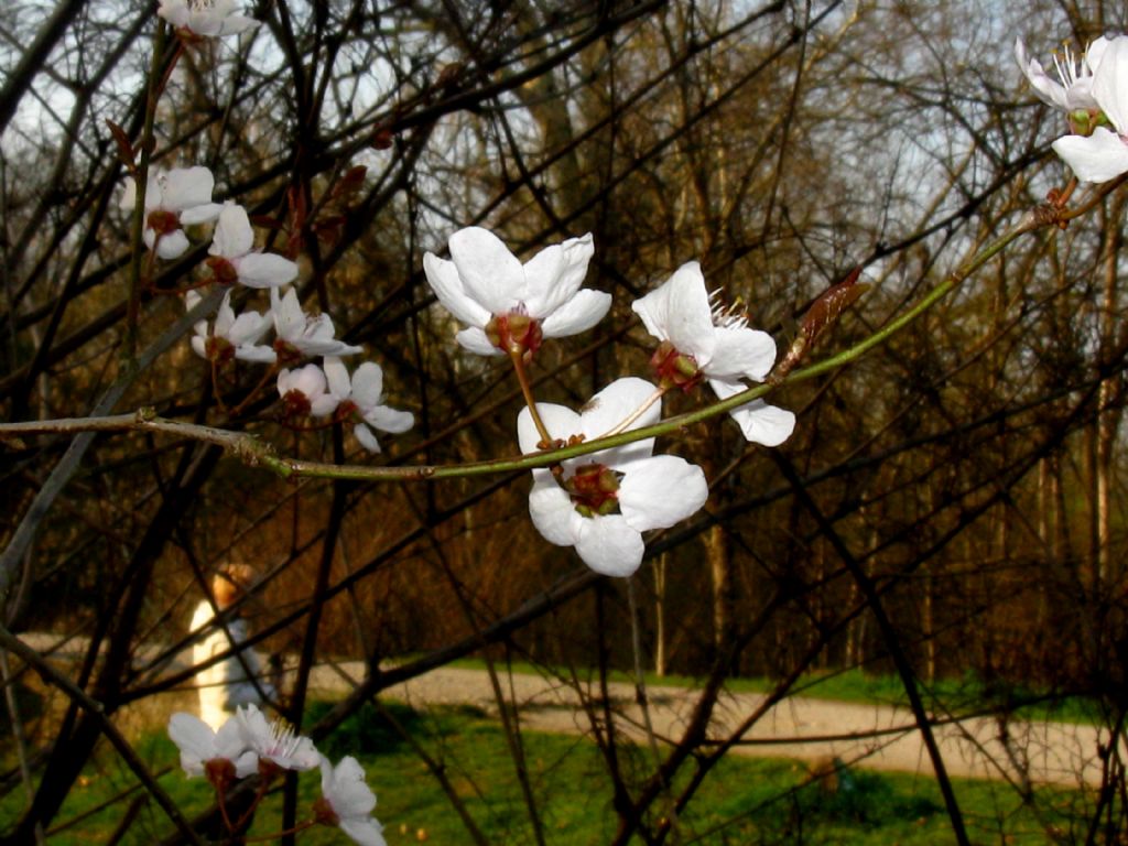 Prunus sp.?