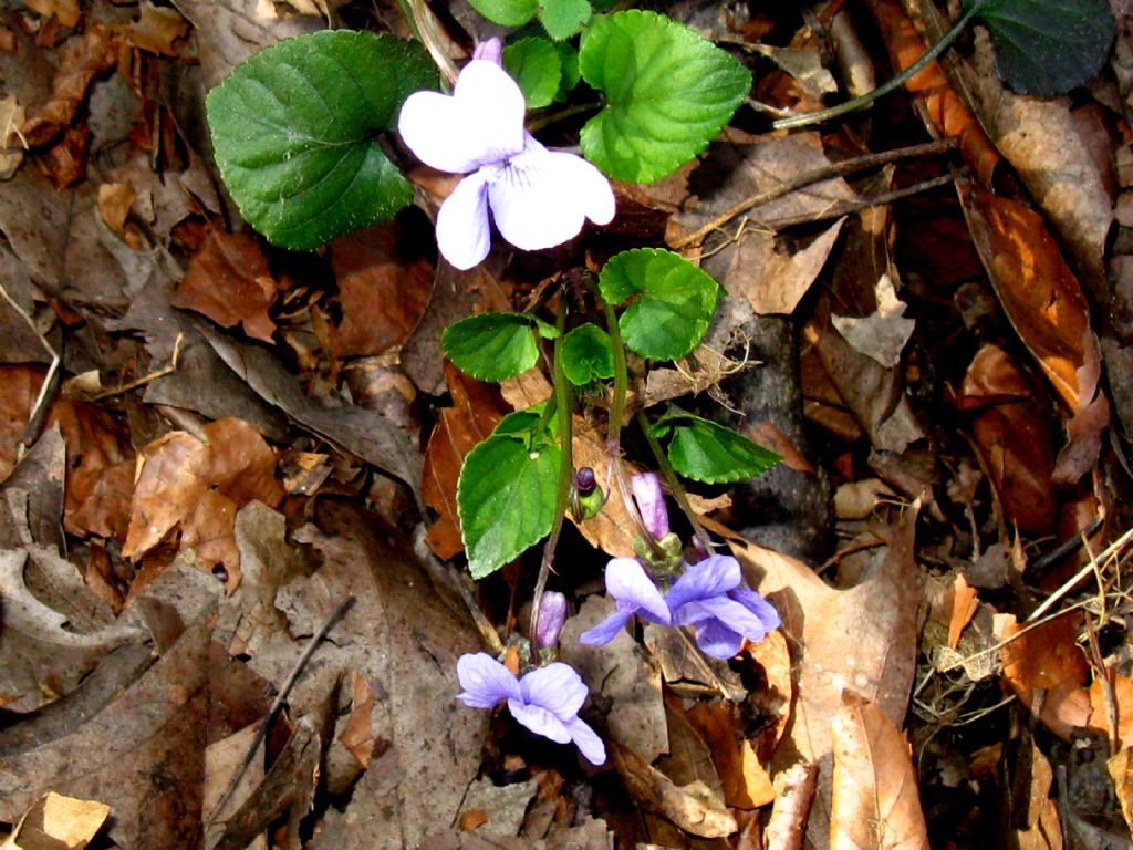 Viola odorata?