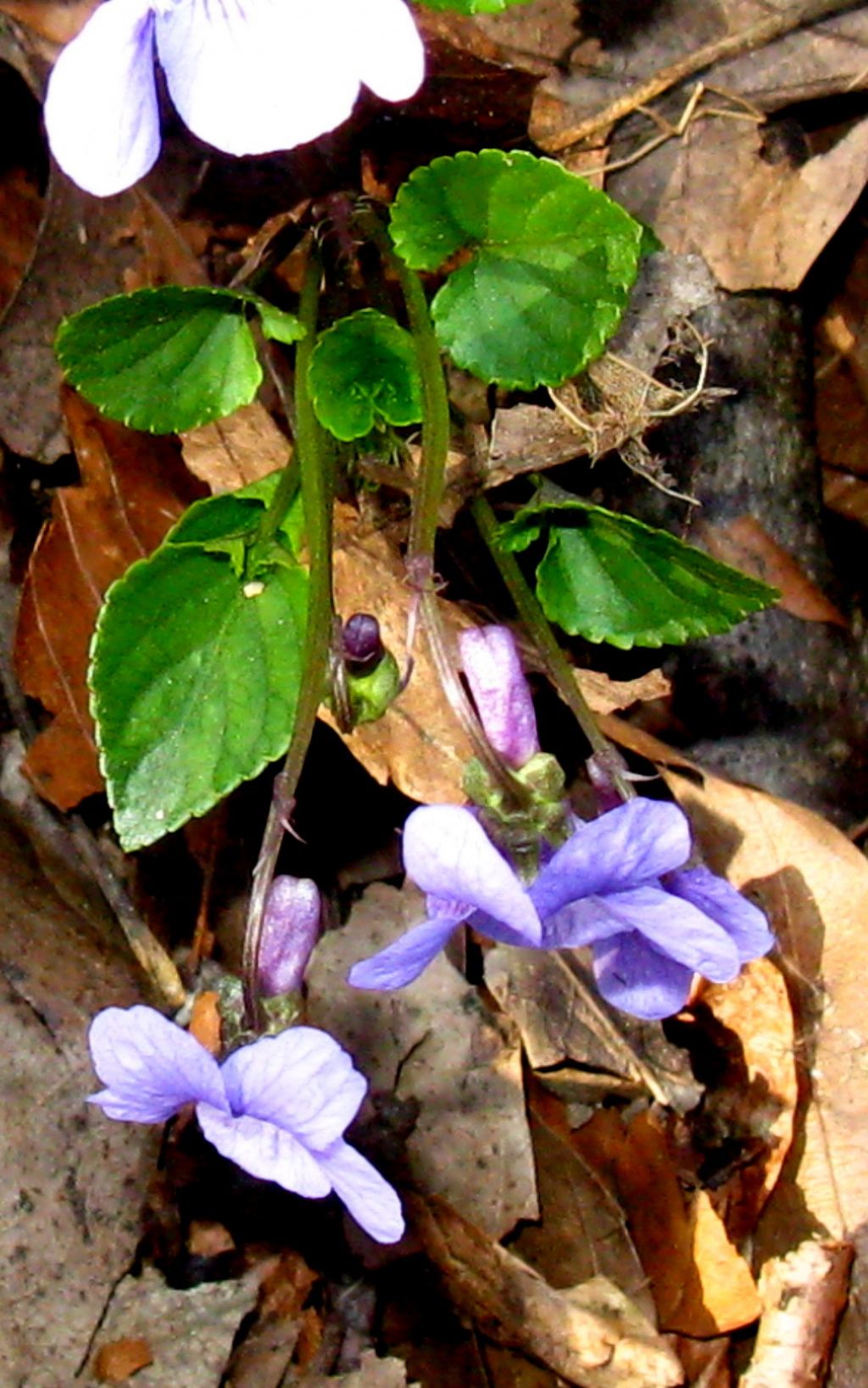 Viola odorata?