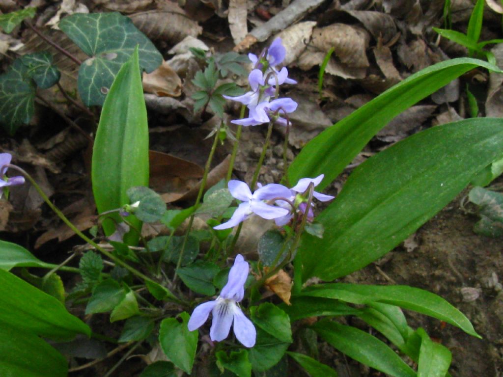 Viola alba subsp. alba morfotipo scotophylla?
