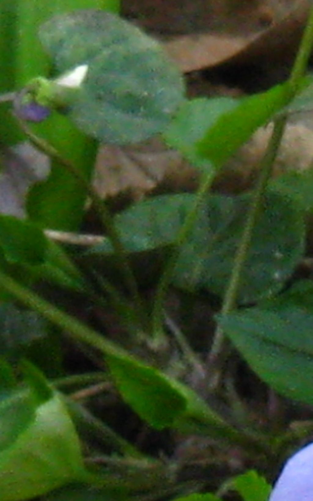 Viola alba subsp. alba morfotipo scotophylla?