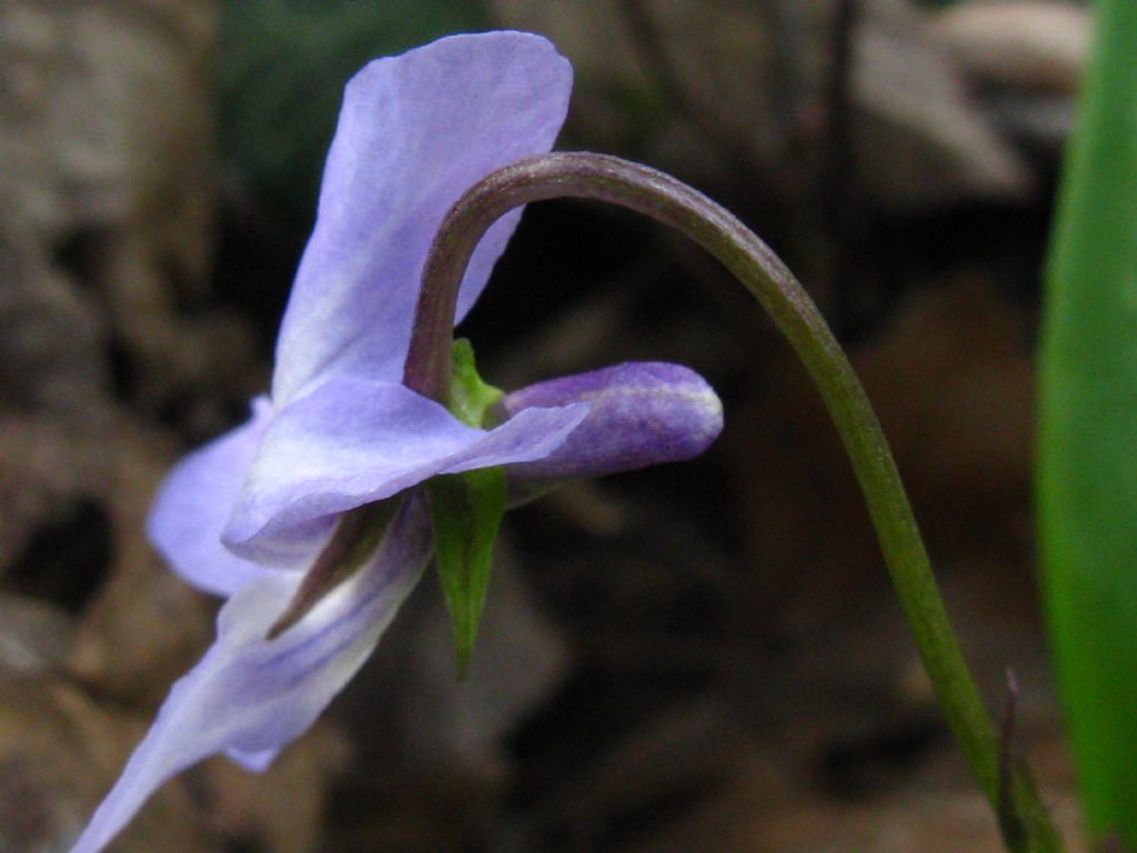 Viola alba subsp. alba morfotipo scotophylla?