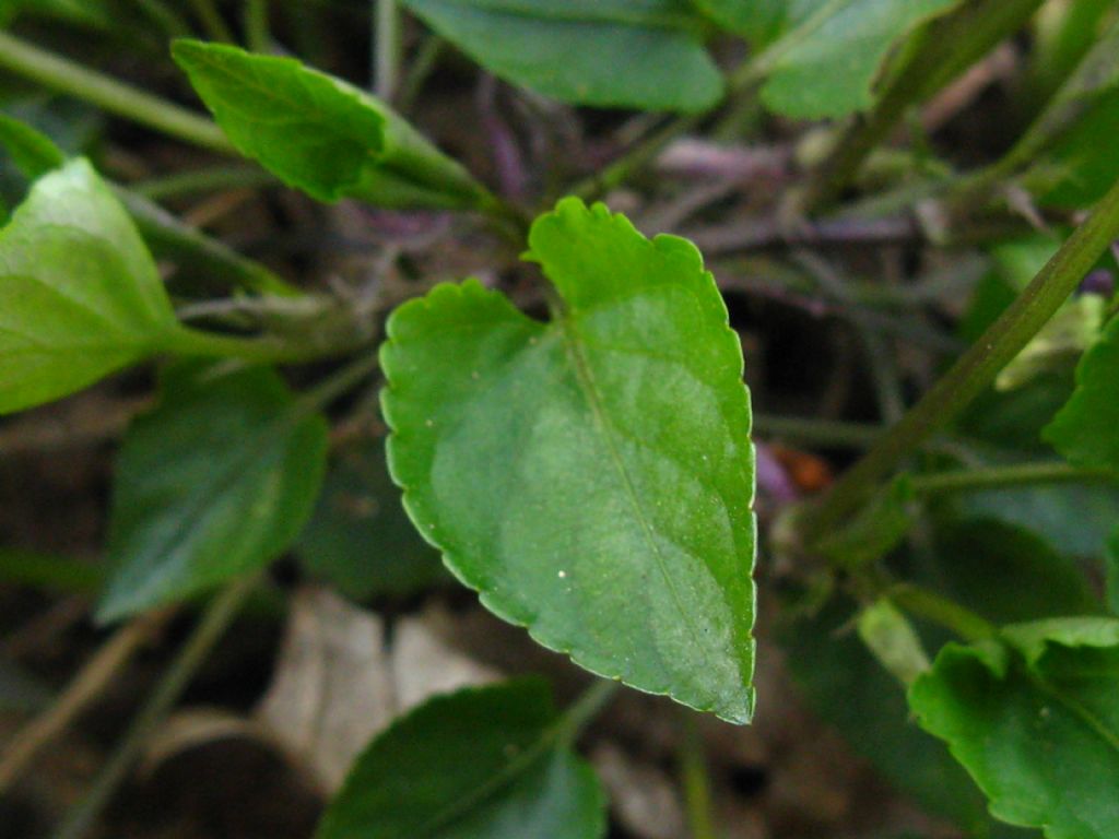 Viola alba subsp. alba morfotipo scotophylla?