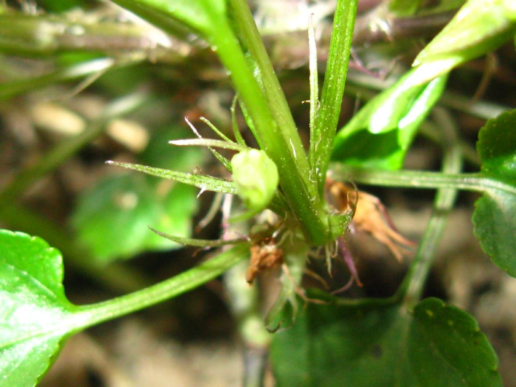 Viola alba subsp. alba morfotipo scotophylla?