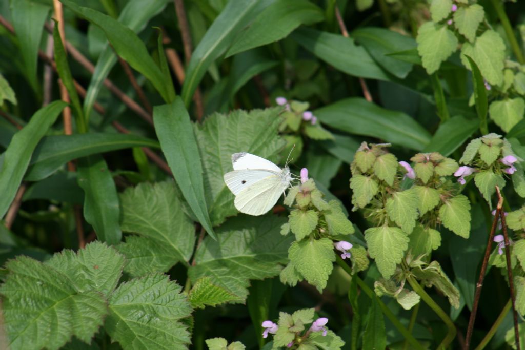 Pieris rapae femmina?