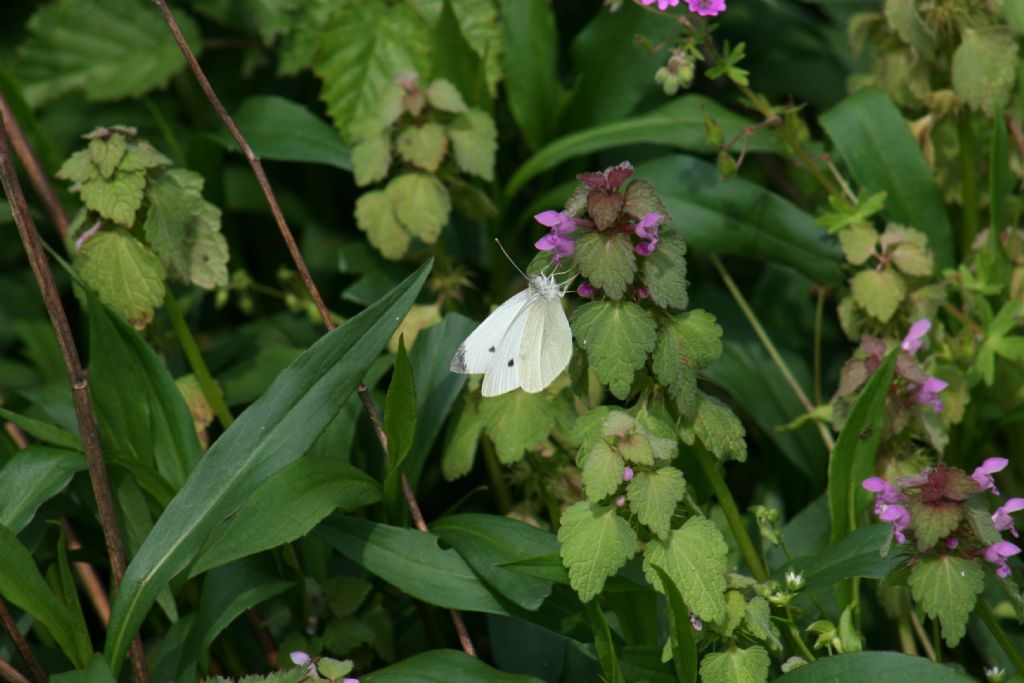 Pieris rapae femmina?