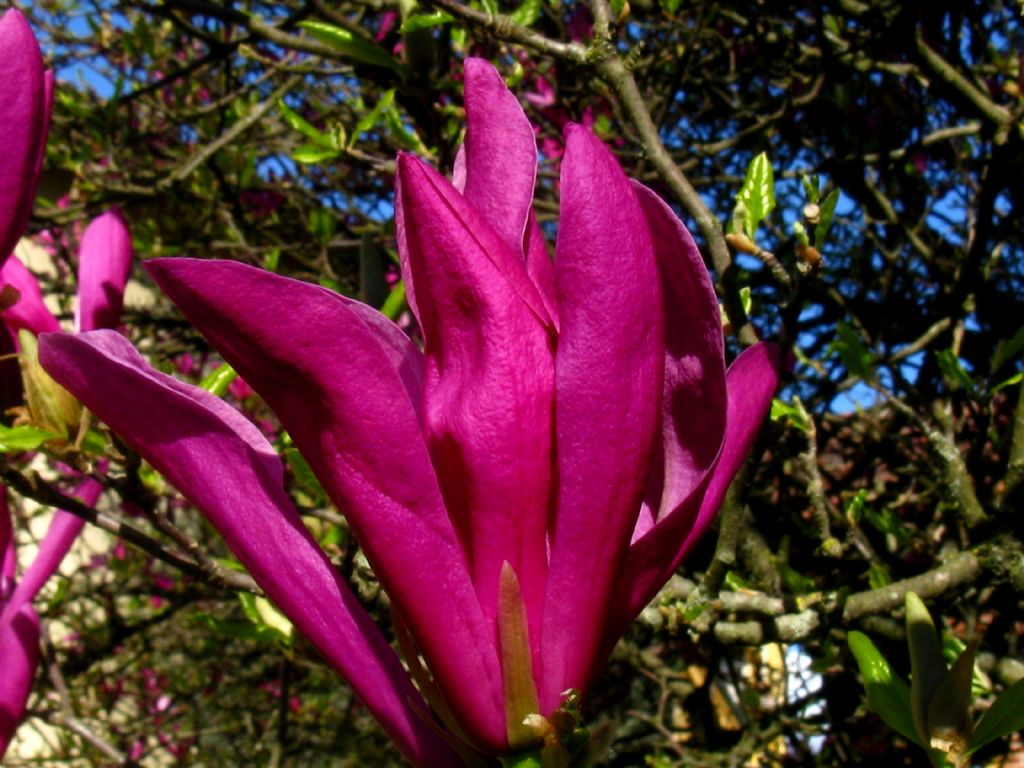 Magnolia da id.