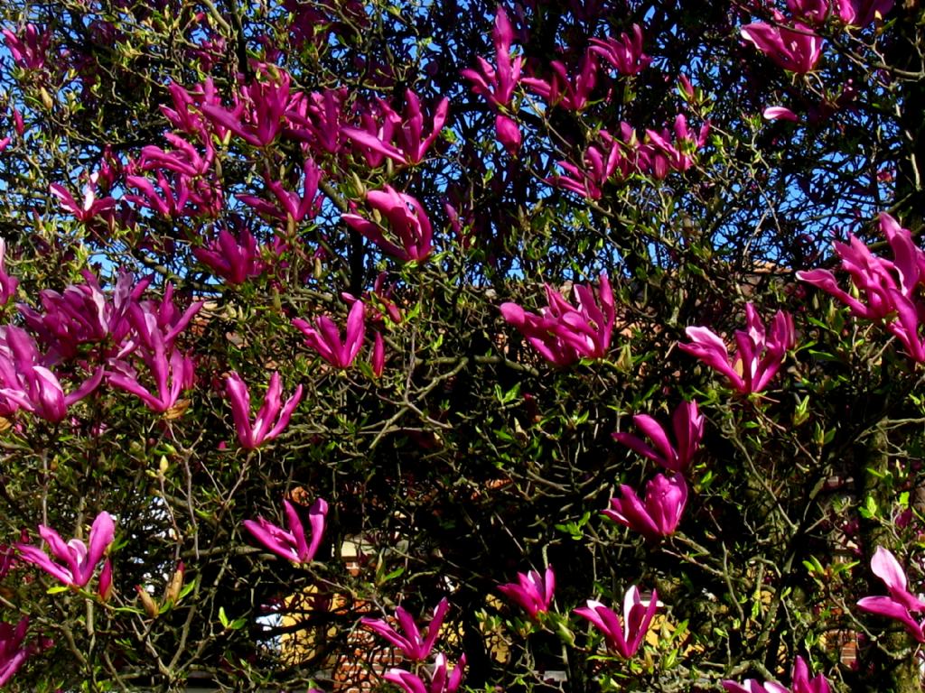 Magnolia da id.