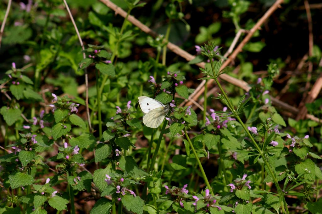 Pieris da identificare 3