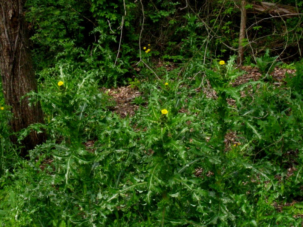 Asterales: Sonchus da id