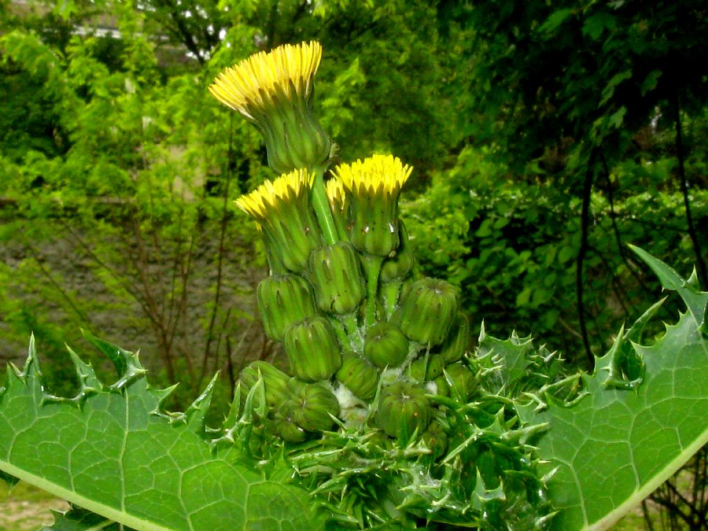Asterales: Sonchus da id