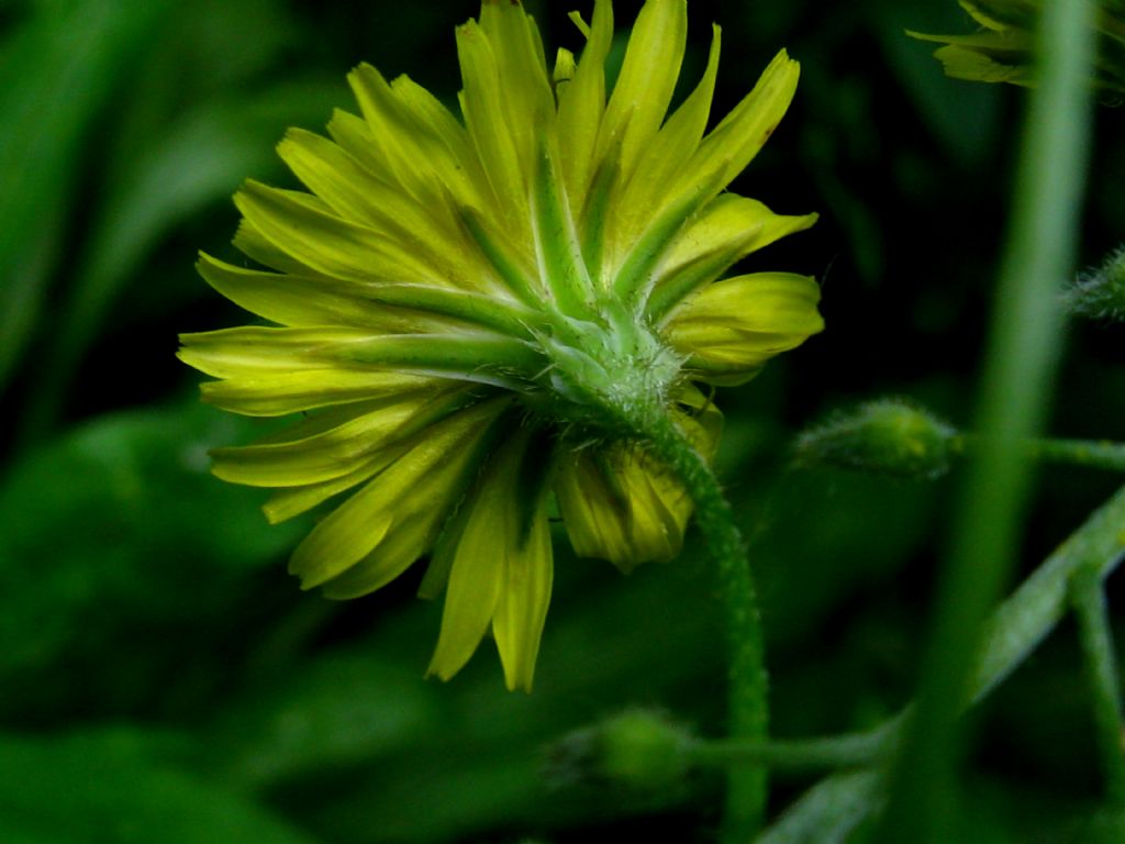 crepis capillaris?