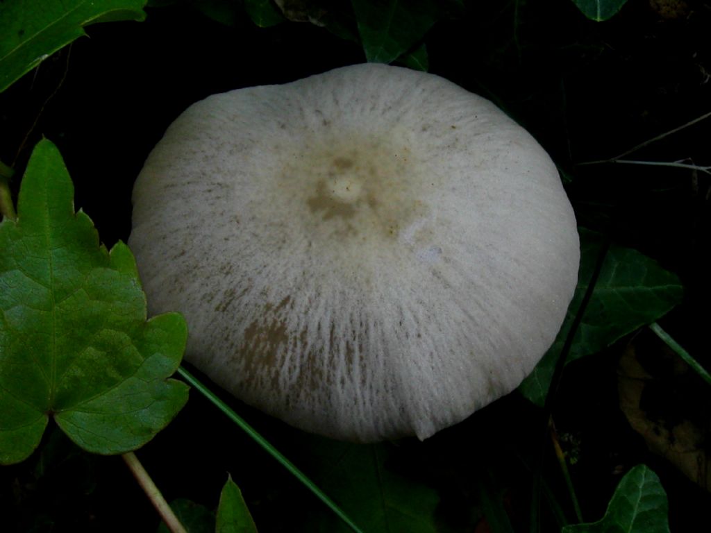 Psathyreaa candolleana?
