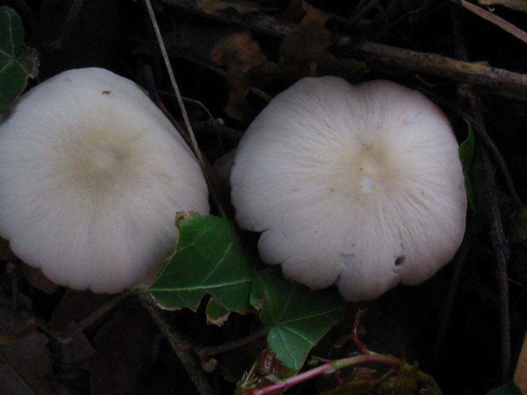 Psathyreaa candolleana?