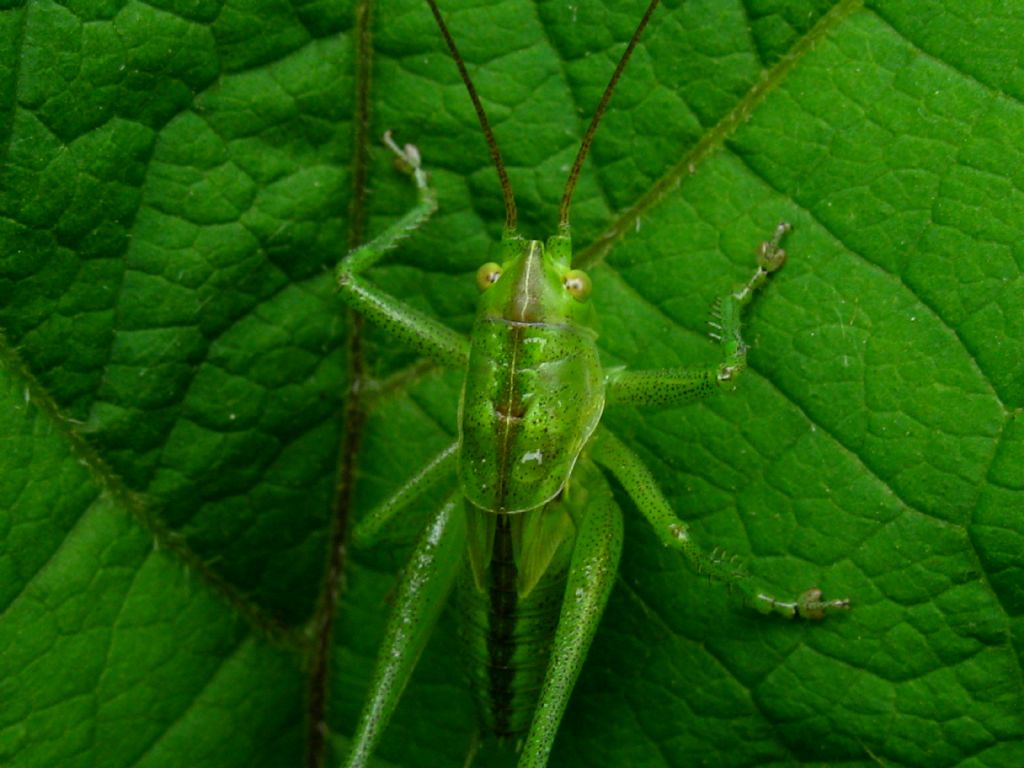 Cavalletta da identificare