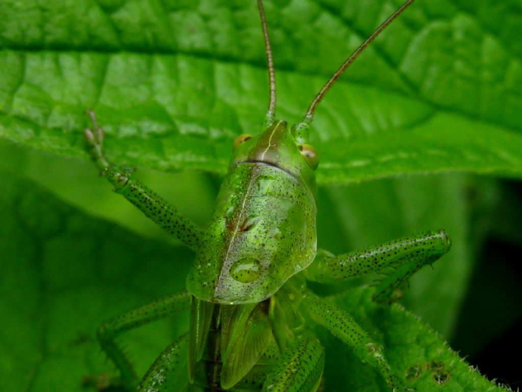 Cavalletta da identificare