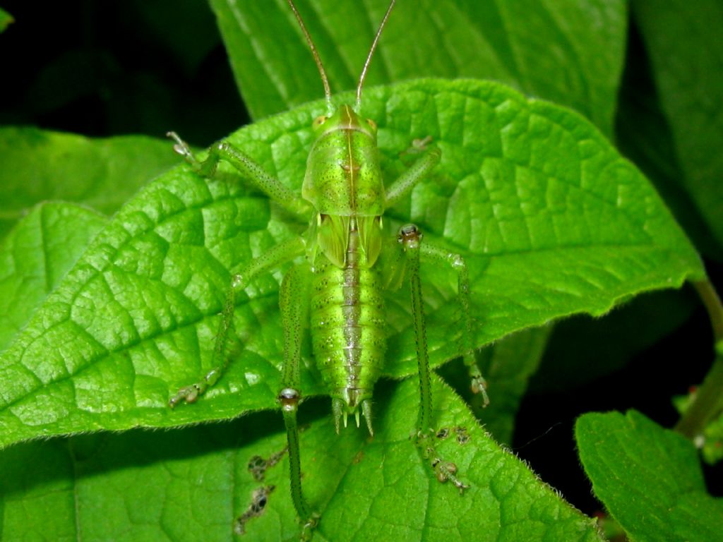 Cavalletta da identificare