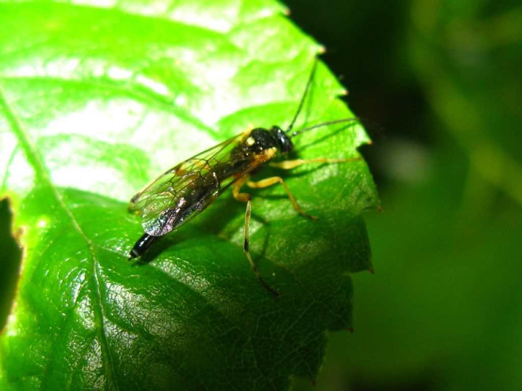 Ichneumonidae