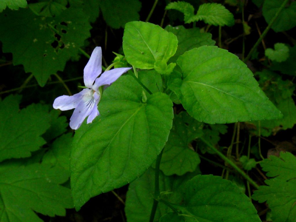 Viola da identificare