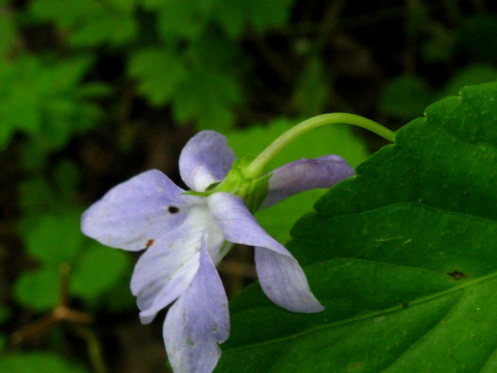 Viola da identificare