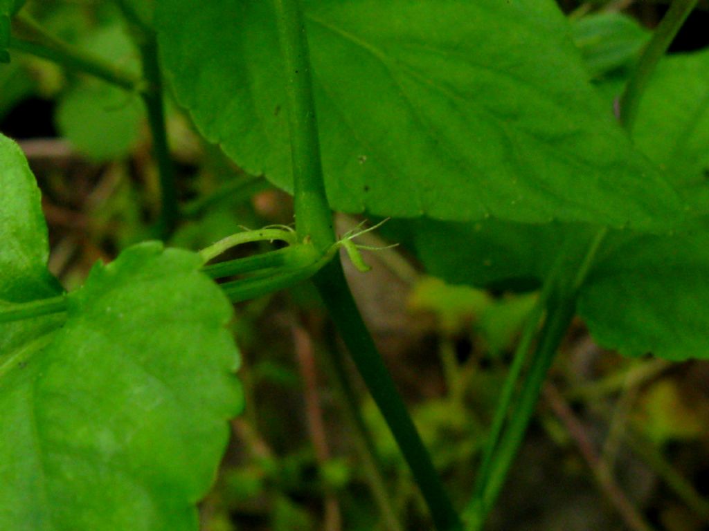 Viola da identificare