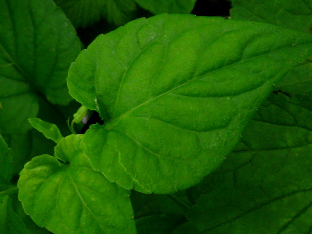 Viola da identificare